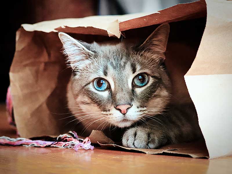 A cat laying in a paper bag