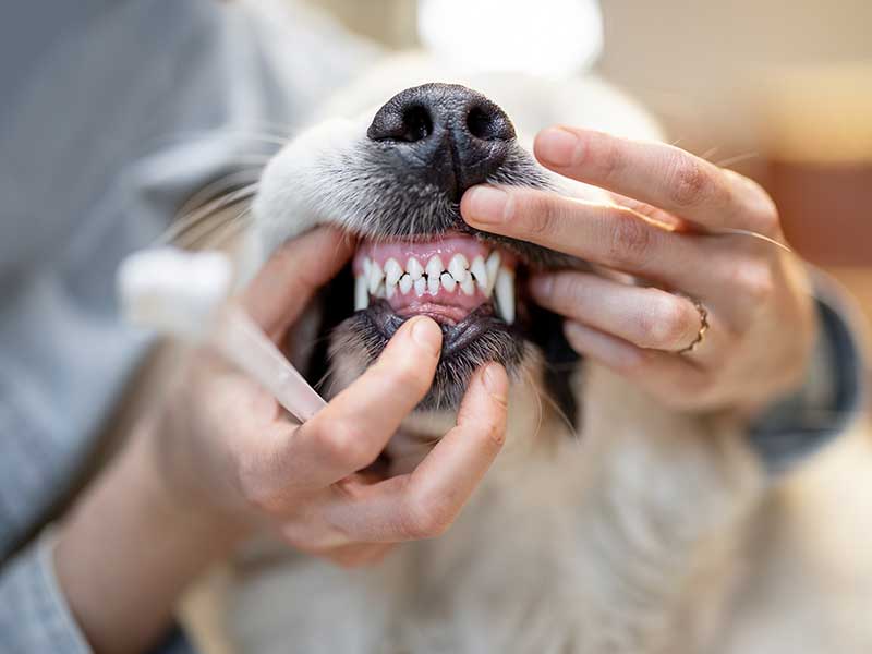 A dog showing off their set of clean white teeth