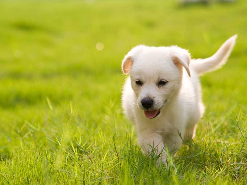 A puppy running in a lawn