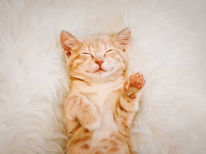A kitten cuddling on a blanket