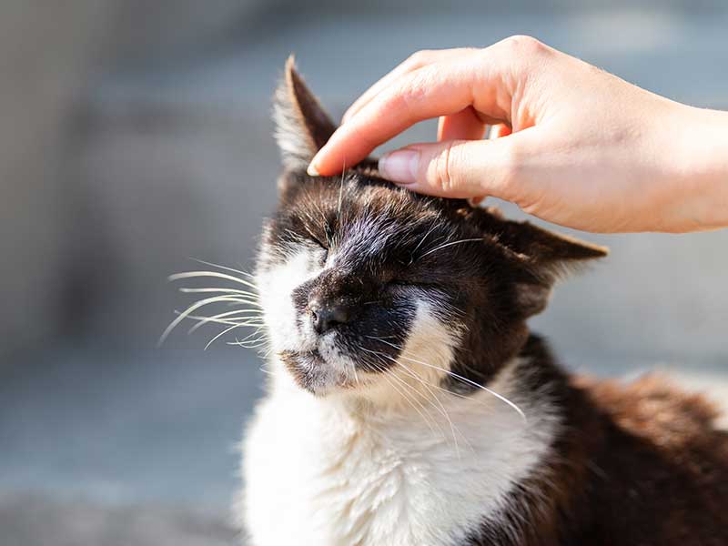 A cat being scritched