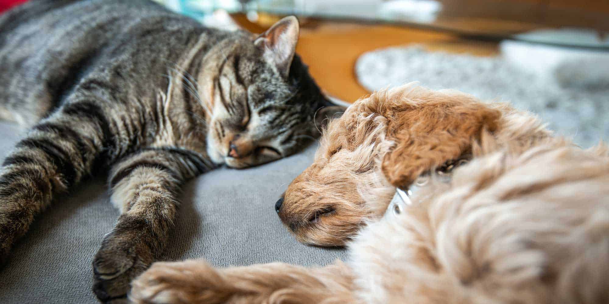 A dog and cat sleeping peacefully