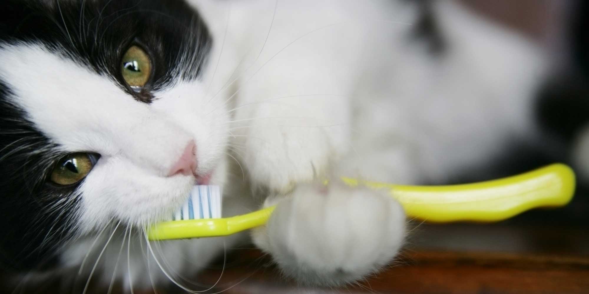 A cat playing with a toothbrush