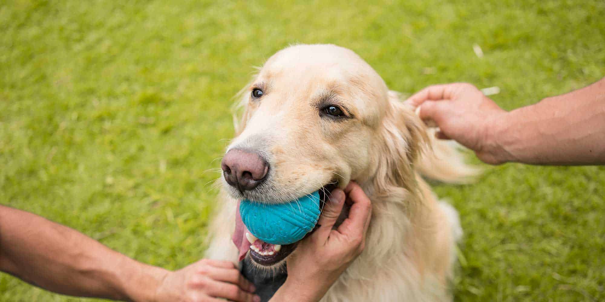 A golden retriever out with their humans playing with a ball