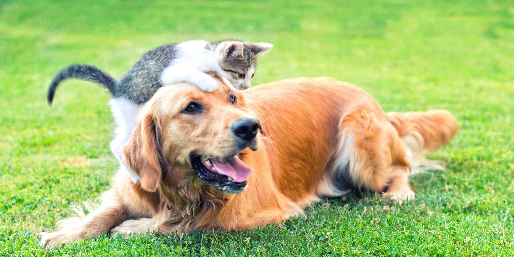 A kitten sitting on a dog's head